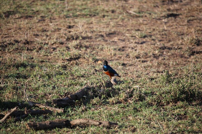 A small blue-and-orange bird standing on the grass
