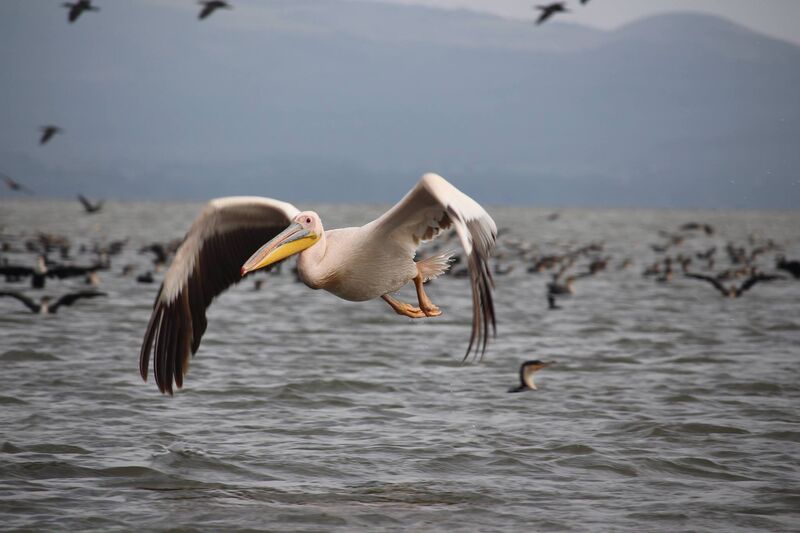 A pelican flying low over a lake
