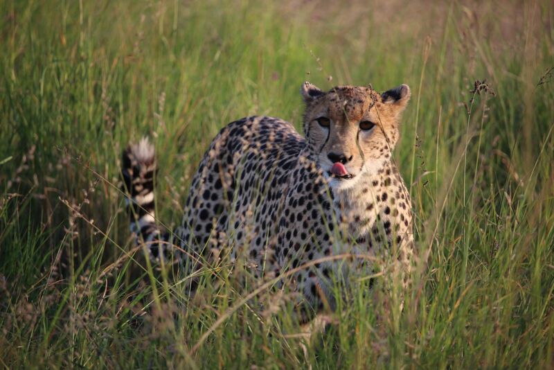 A cheetah licking its lips in tall grass
