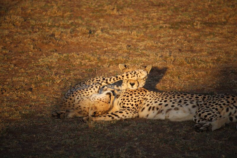 Two cheetahs nuzzling in the evening light