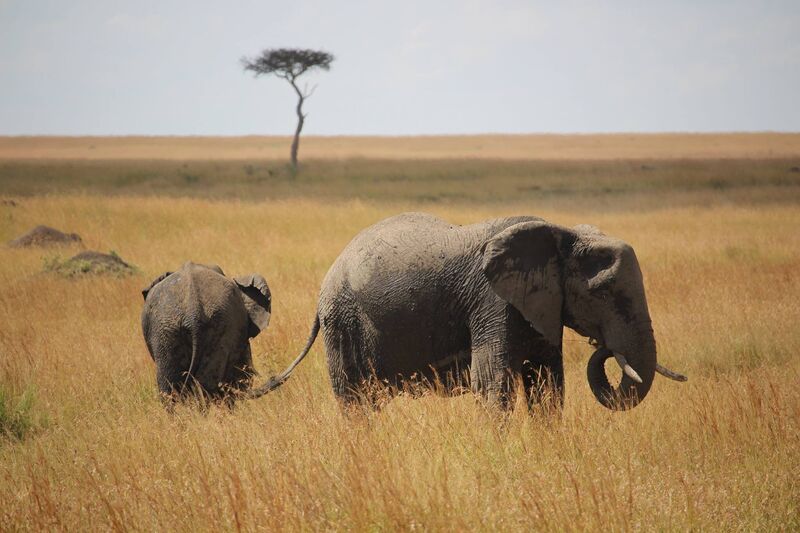An elephant and calf walking across the savanna