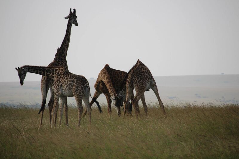 A group of giraffes, two of them sparring