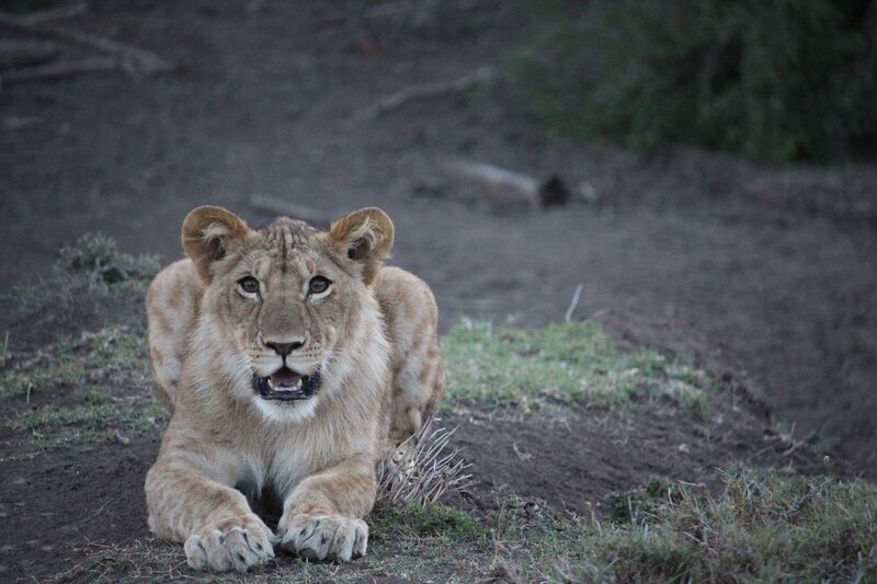A lion cub lying down and looking at the camera