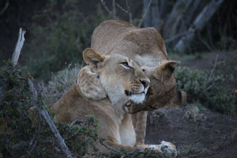 Two lionesses nuzzling
