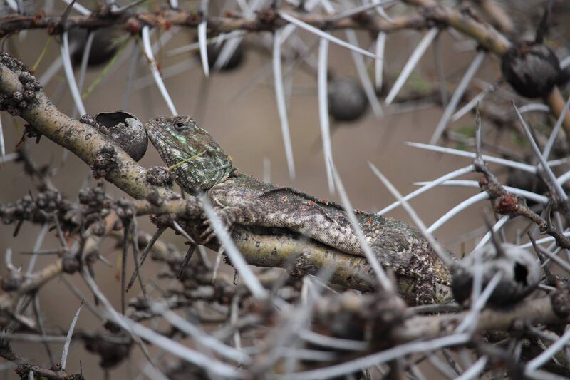 A lizard camouflaged among thorny branches