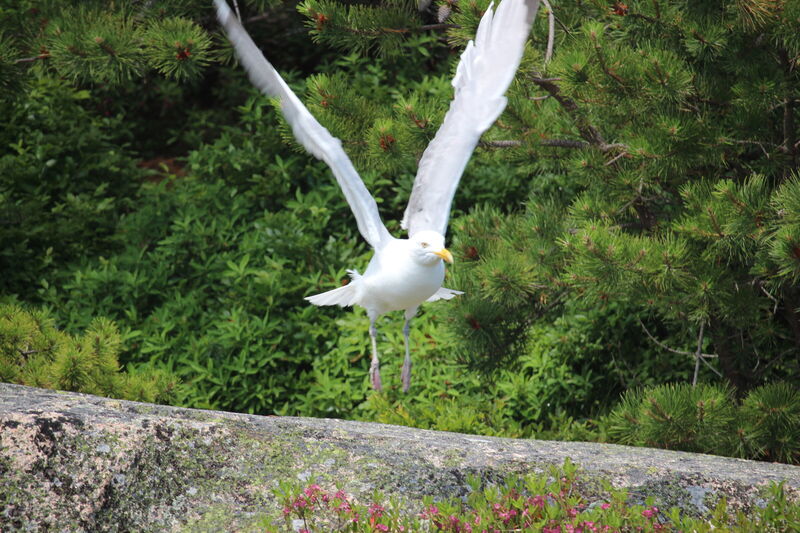 A seagull taking flight from a rock in Acadia National Park