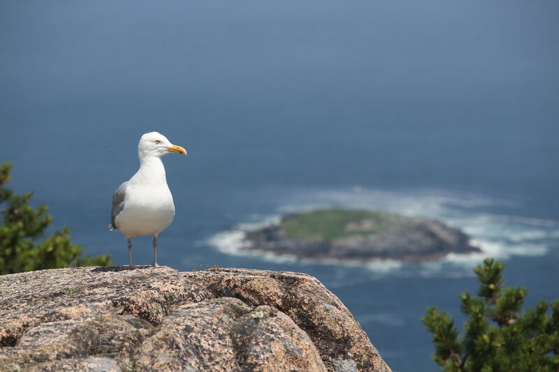 A seagull on a rock above the sea in Acadia National Park