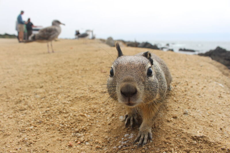 A ground squirrel walking up to the camera