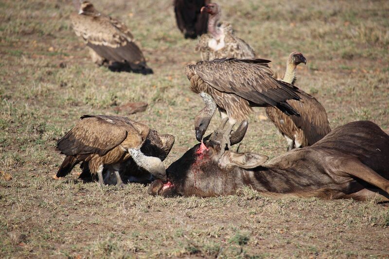 Vultures feeding on a carcass