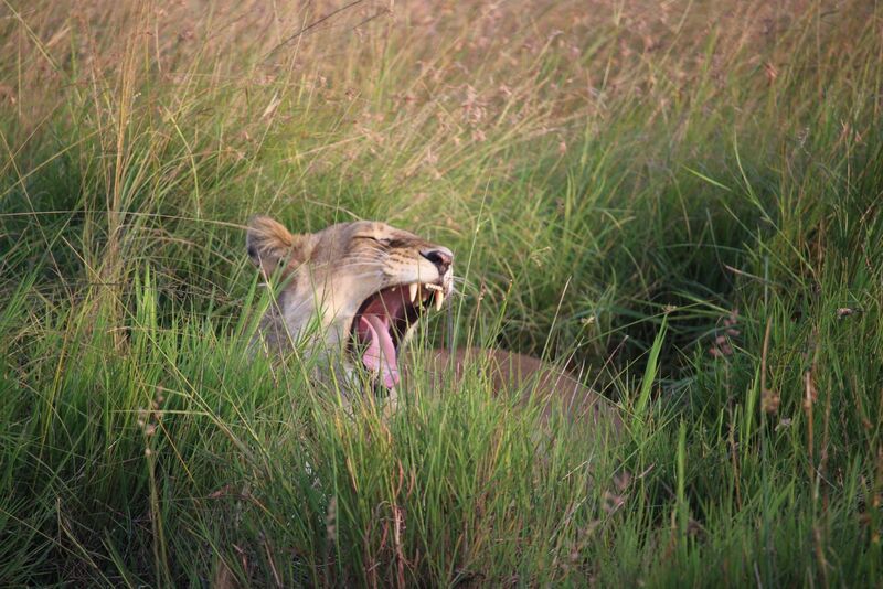 A lion yawning in tall grass